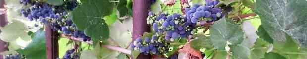 Vendemmia e vendemmia tardiva